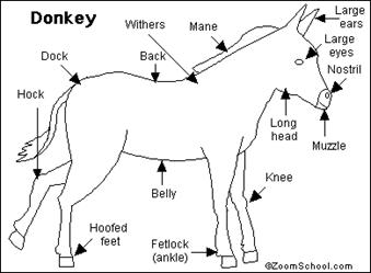 Painting A Donkey Step By Step